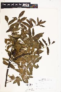 Juglans californica image