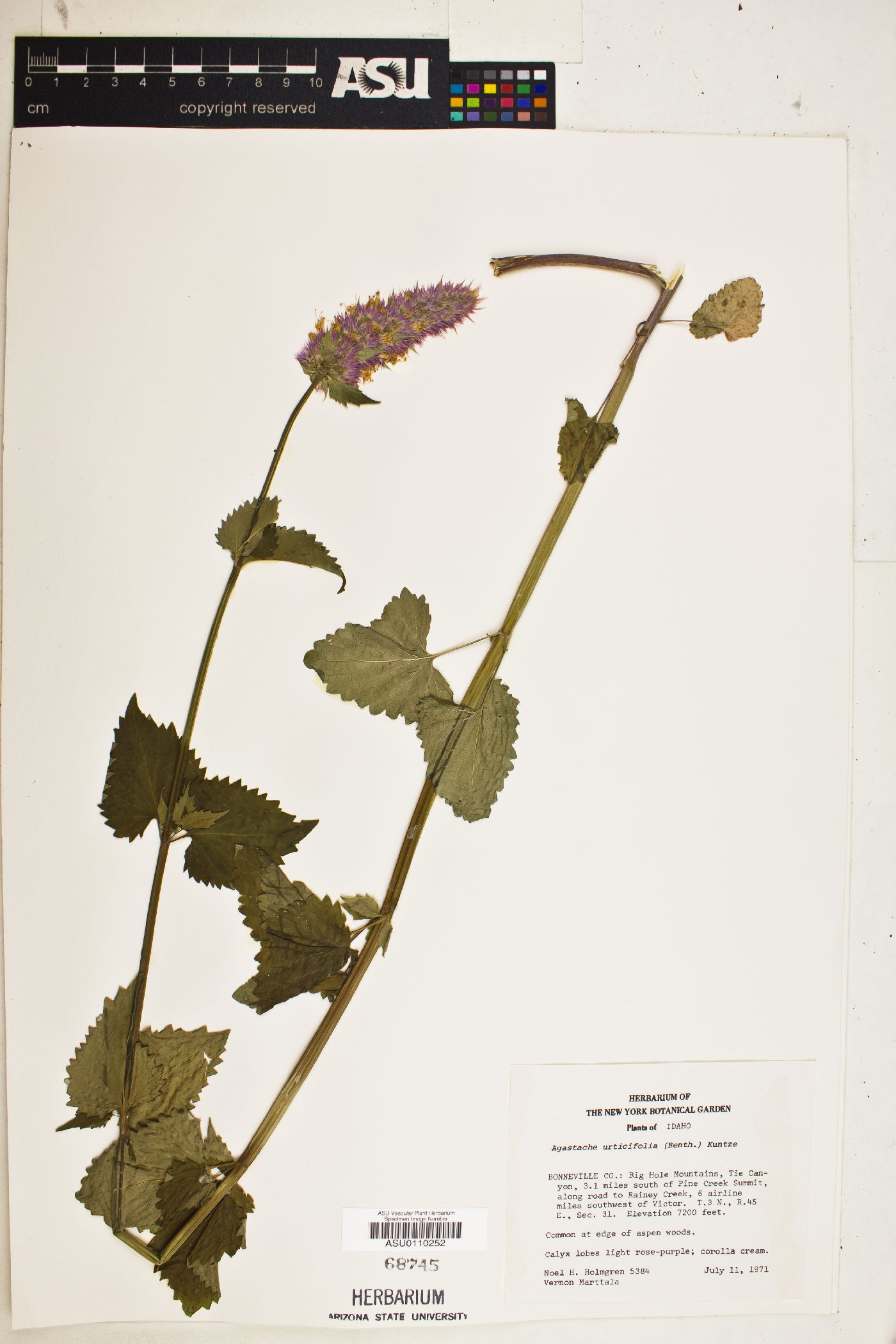 Agastache urticifolia var. urticifolia image