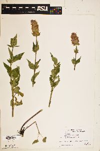 Agastache urticifolia image