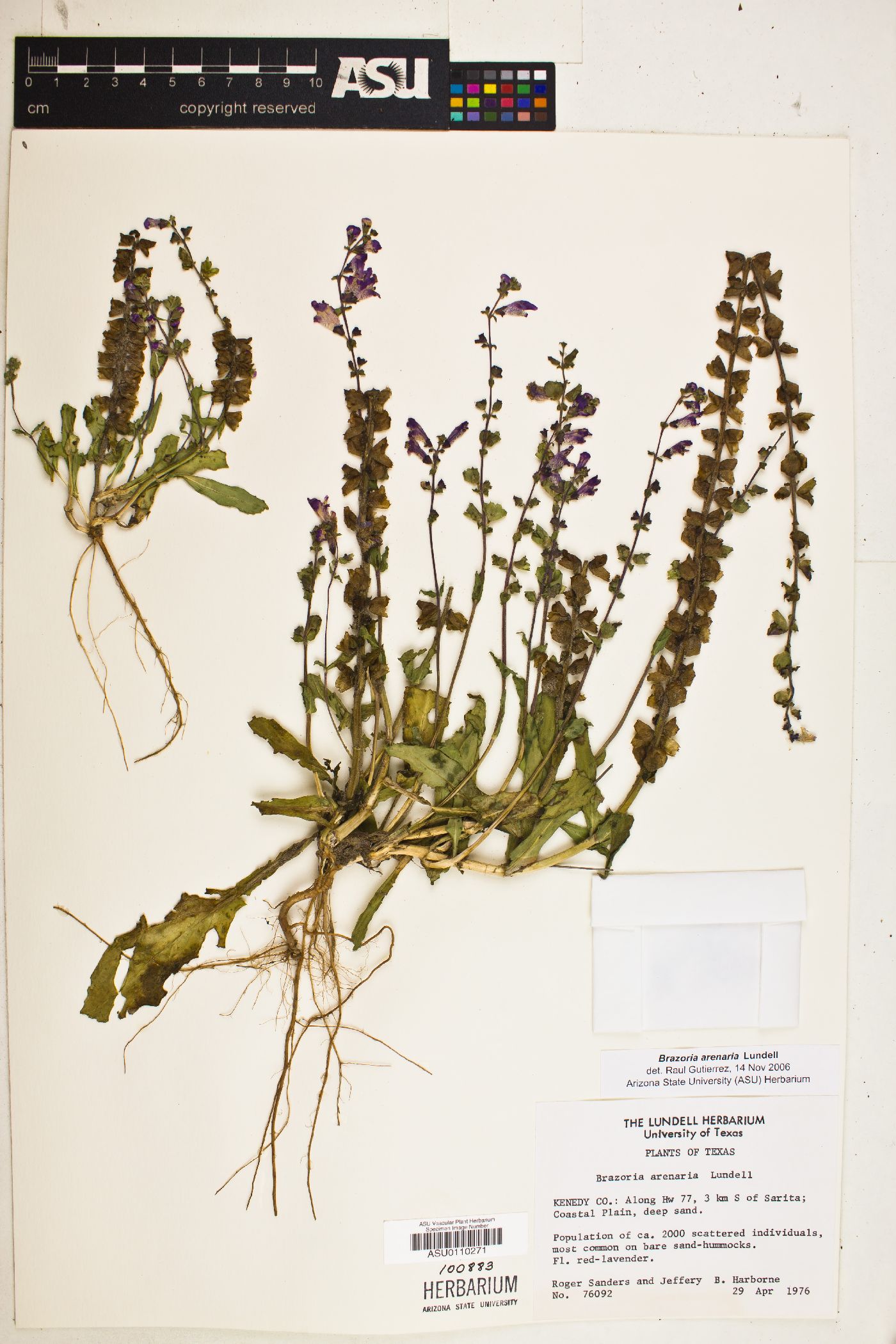 Brazoria arenaria image