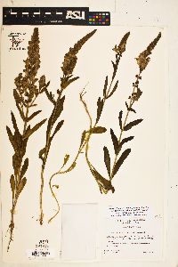 Brazoria truncata var. pulcherrima image