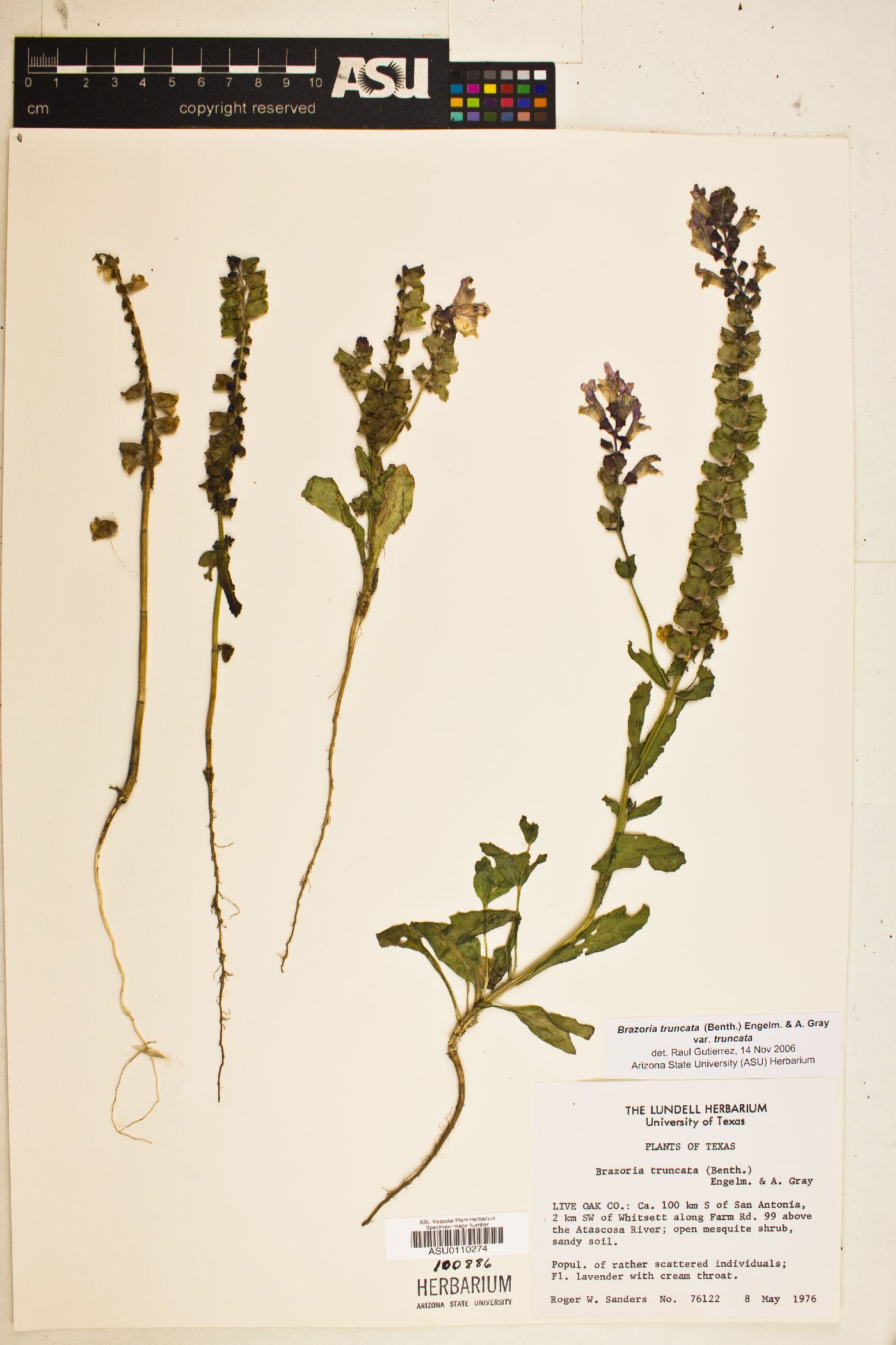 Brazoria truncata image