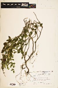 Clinopodium carolinianum image
