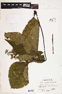 Collinsonia canadensis var. punctata image