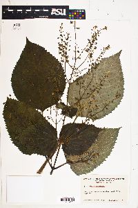 Collinsonia canadensis image