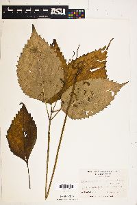 Collinsonia canadensis image