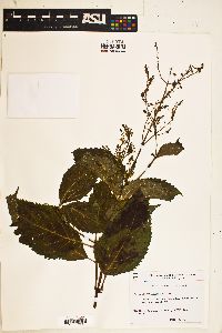 Collinsonia canadensis image