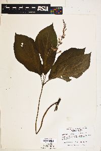 Image of Collinsonia verticillata
