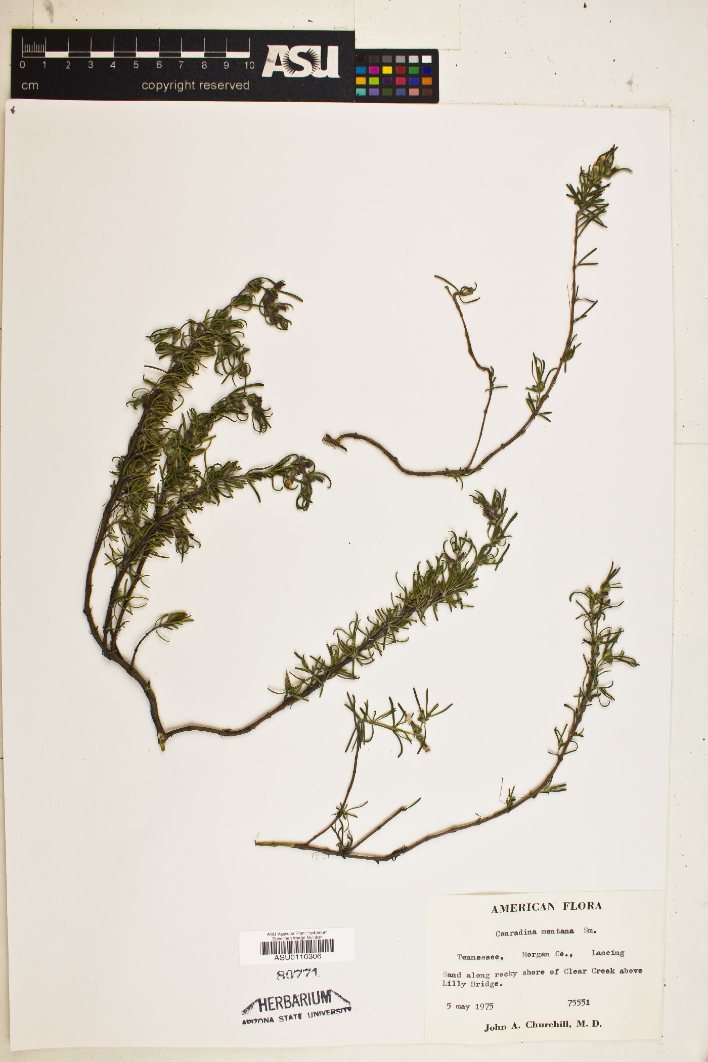 Conradina montana image