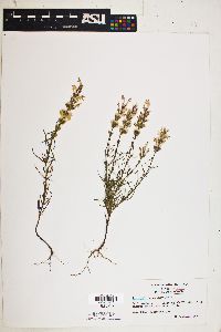 Image of Dicerandra densiflora