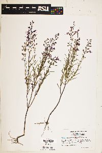 Image of Dicerandra linearifolia