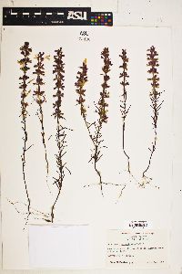 Image of Dicerandra odoratissima