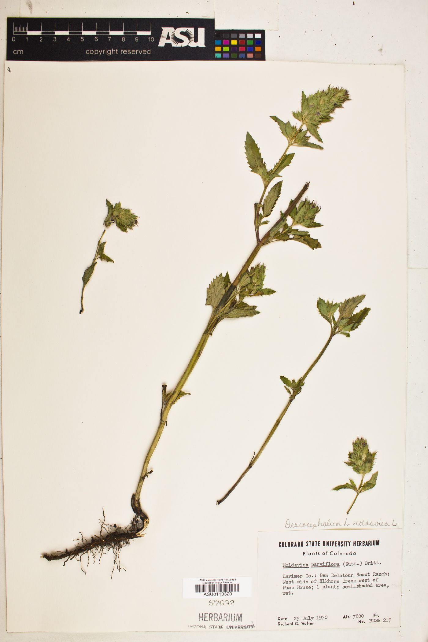 Dracocephalum moldavica image