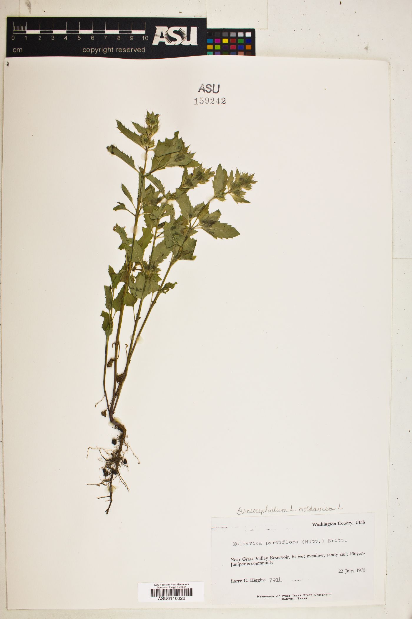Dracocephalum moldavica image