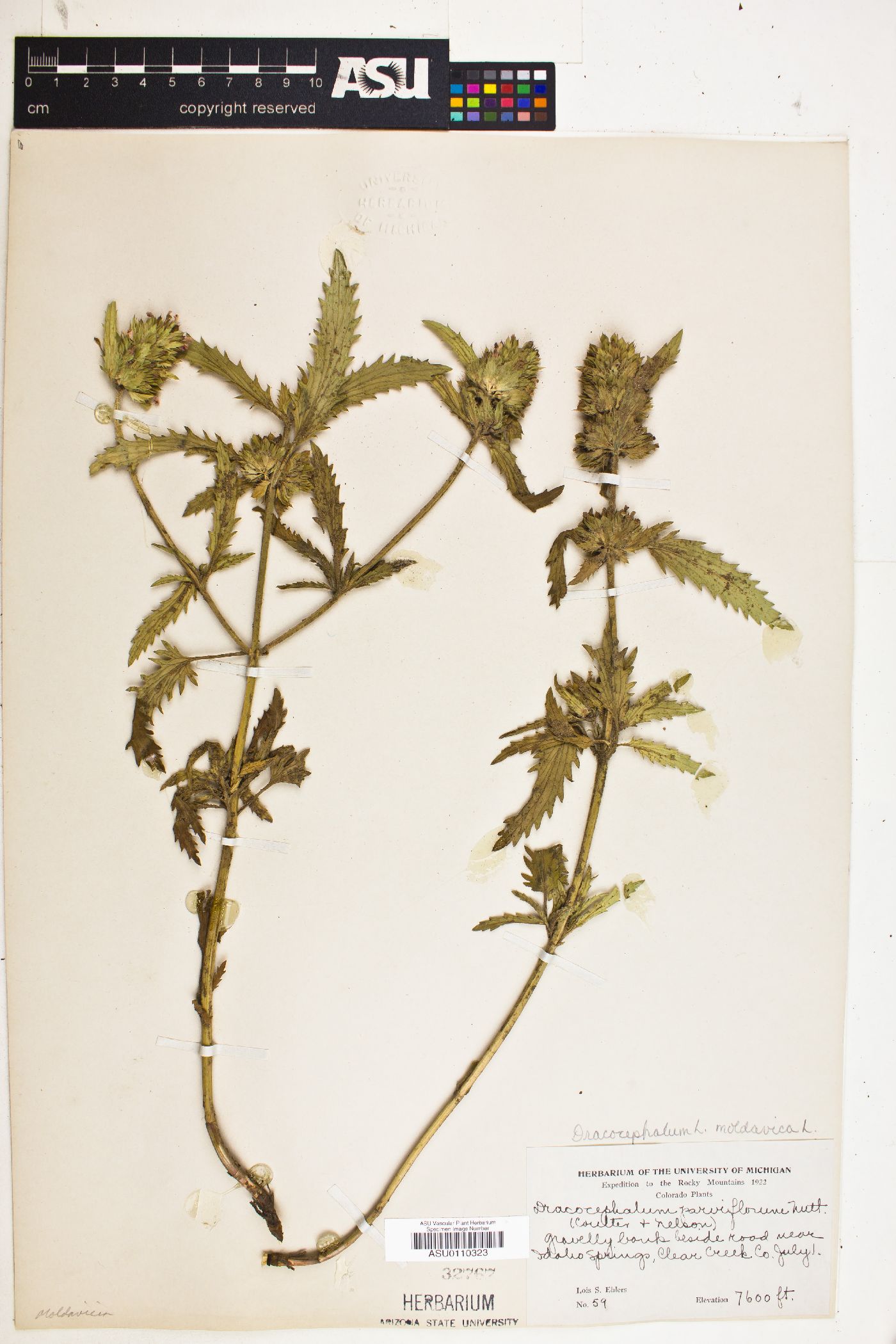 Dracocephalum moldavica image
