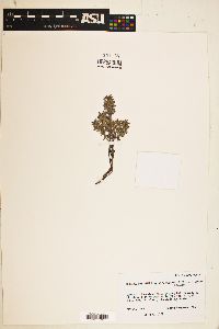 Hedeoma costata var. pulchella image