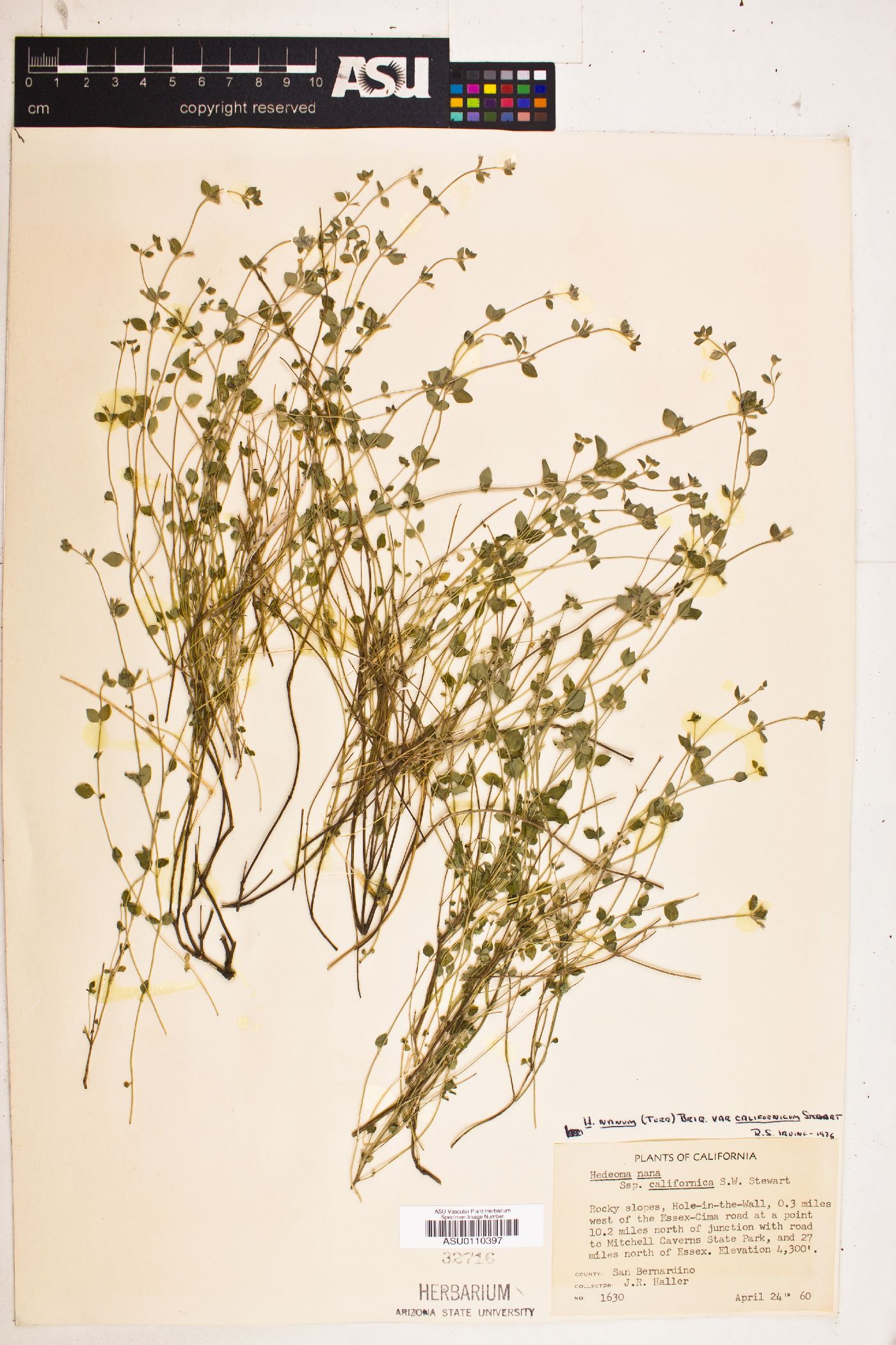 Hedeoma nana var. californica image
