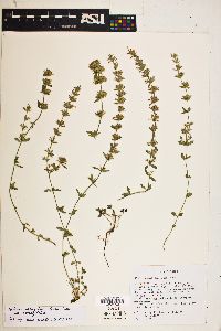 Hedeoma oblongifolia image