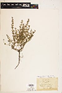 Hedeoma reverchonii var. serpyllifolium image