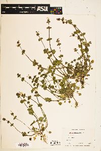 Image Associated With the Occurence