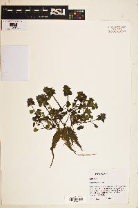 Lamium purpureum image