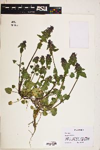 Lamium purpureum image