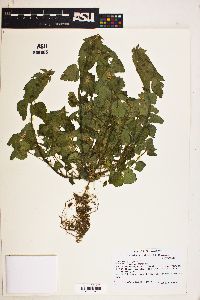 Lamium purpureum image