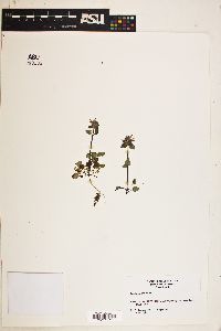 Lamium purpureum image