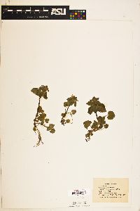 Lamium purpureum image