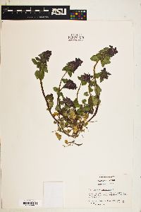 Lamium purpureum image