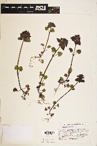 Lamium purpureum image