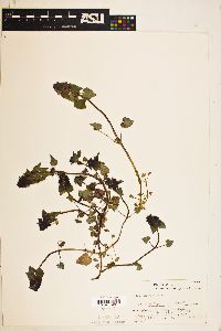 Lamium purpureum image