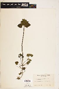 Lamium purpureum image