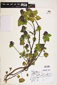 Lamium purpureum image