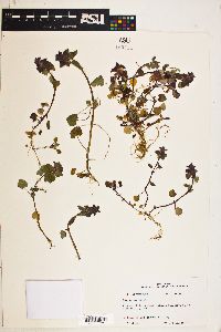 Lamium purpureum image