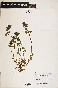 Lamium purpureum image