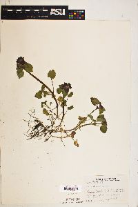 Lamium purpureum image