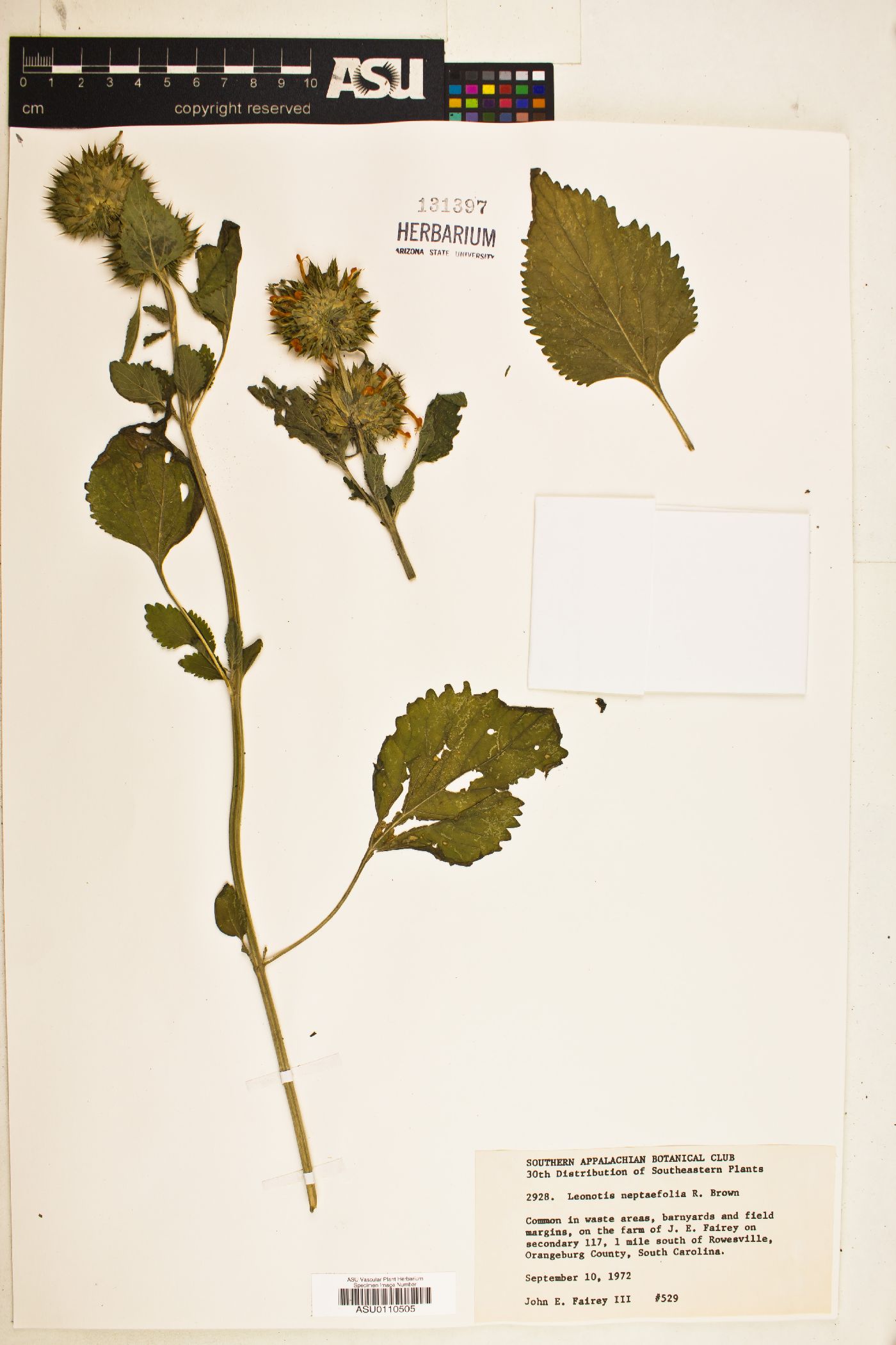 Leonotis nepetaefolia image