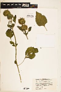 Leonotis nepetaefolia image