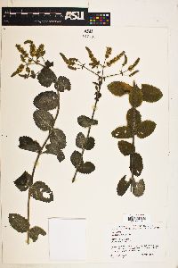 Image of Mentha longifolia
