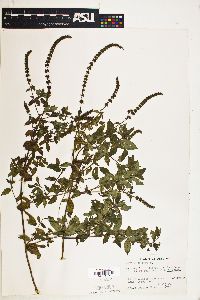 Mentha spicata image