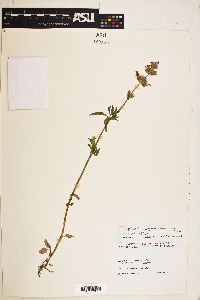Monarda citriodora subsp. austromontana image