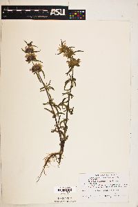 Monarda citriodora image