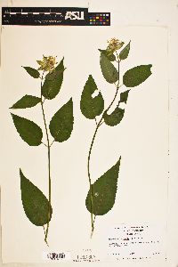 Monarda clinopodia image