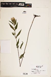 Monarda fistulosa var. mollis image