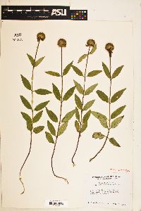 Monarda fistulosa var. brevis image