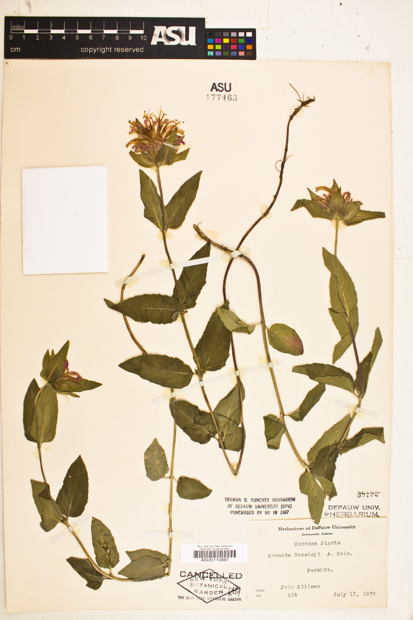 Monarda ramaleyi image