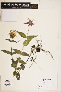 Monarda russeliana image