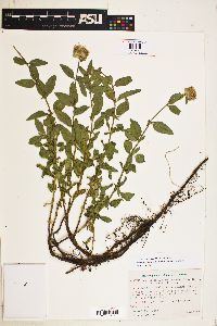 Monardella glauca image