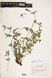 Monardella odoratissima image